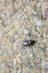 Pterostichus oblongopunctatus