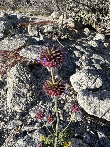 iNaturalist observation photo of Chia