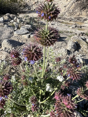 iNaturalist observation photo of Chia
