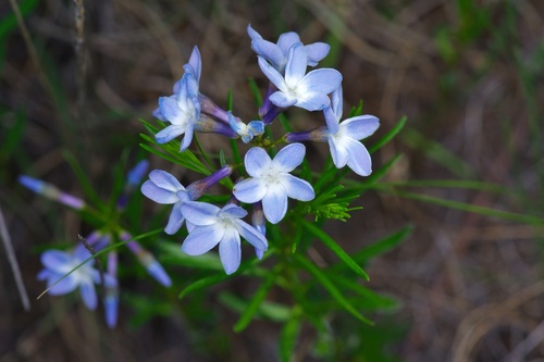 Amsonia ciliata