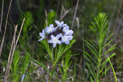Amsonia ciliata