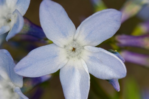 Amsonia ciliata
