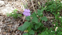Ruellia occidentalis