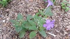Ruellia occidentalis