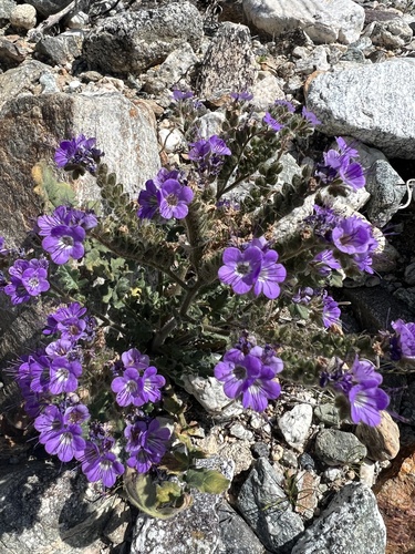 iNaturalist observation photo of Notch-leaf Scorpionweed
