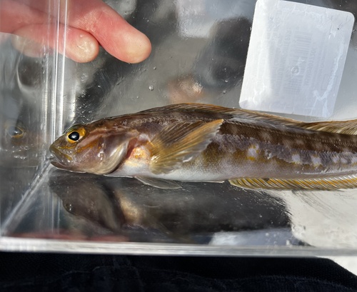 Northern ronquil (Ronquilus jordani) — Bathymasteridae