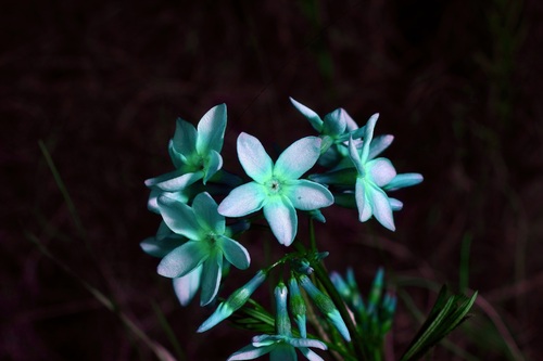 Amsonia ciliata