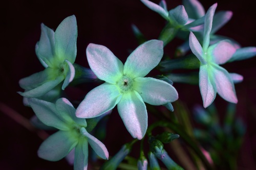 Amsonia ciliata