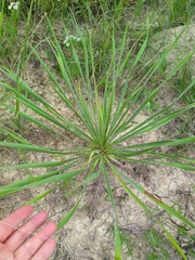 Yucca arkansana