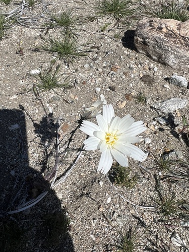 iNaturalist observation photo of Desert Chicory