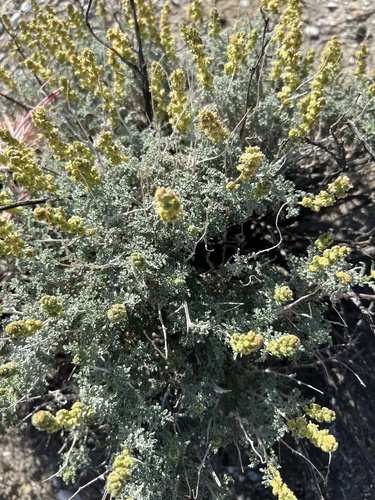 iNaturalist observation photo of Burrobush
