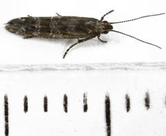 Chrysorthenches drosochalca