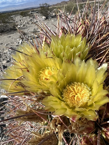 iNaturalist observation photo of California Barrel Cactus