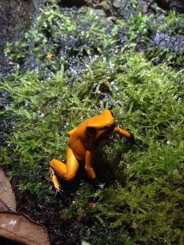 Phyllobates terribilis