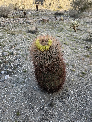 iNaturalist observation photo of California Barrel Cactus