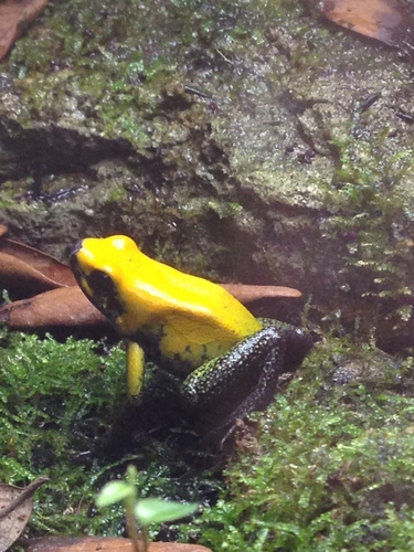Dendrobatidae