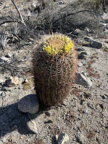iNaturalist observation photo of California Barrel Cactus
