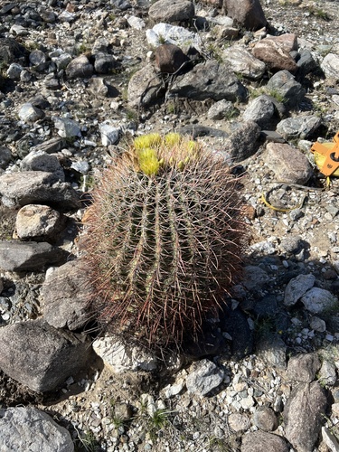 iNaturalist observation photo of California Barrel Cactus