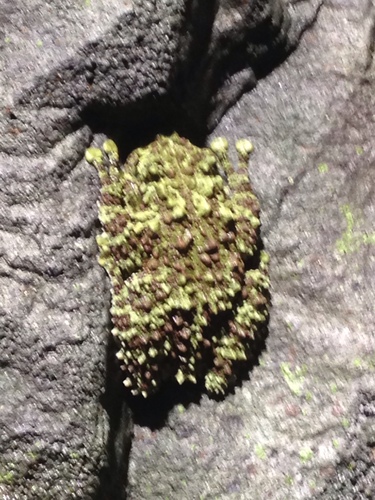 Theloderma corticale
