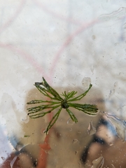 Ceratophyllum