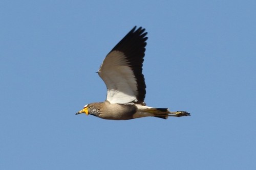 Wattled Lapwing