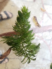 Ceratophyllum