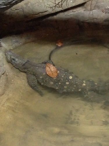 Varanus salvadorii