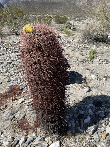 iNaturalist observation photo of California Barrel Cactus