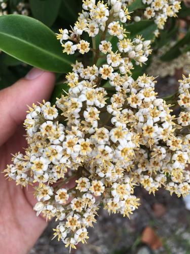 Ardisia escallonioides image