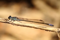 Pseudagrion spernatum
