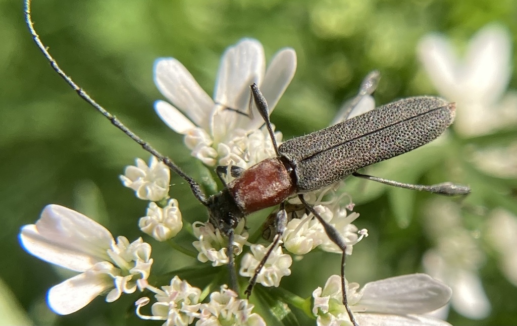 Rhopalophora longipes