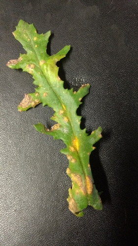 Groundsel crown rust