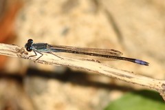 Pseudagrion spernatum