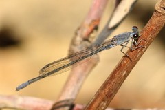 Pseudagrion spernatum