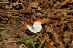 Colotis antevippe gavisa