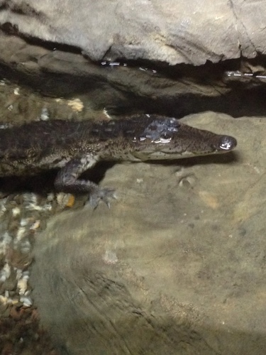 Crocodylus moreletii