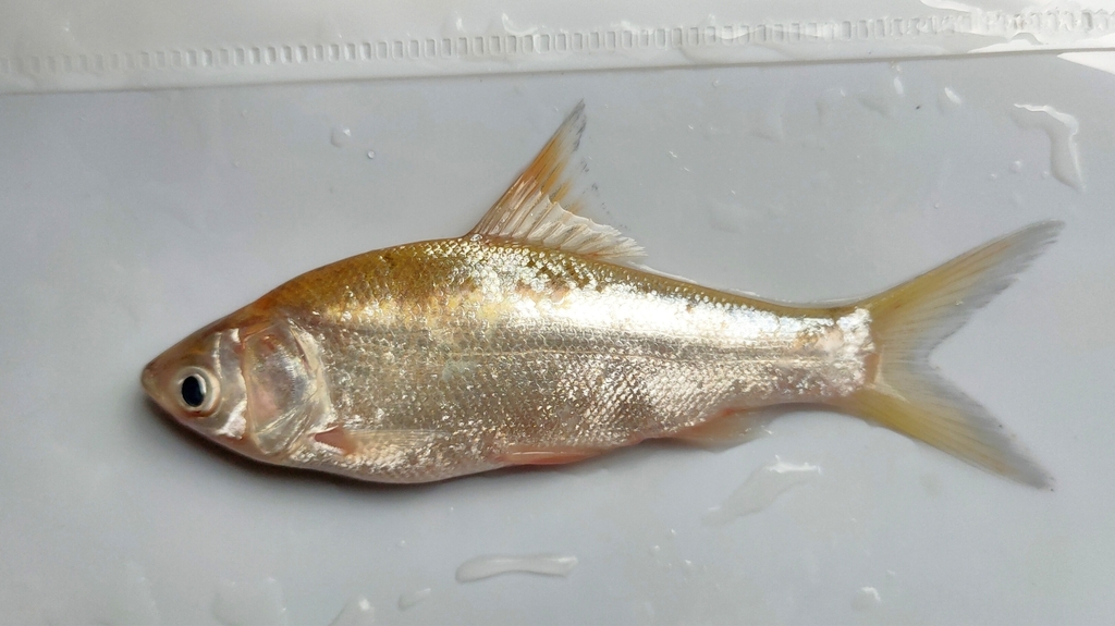 Mola carp (Thynnichthys thynnoides) — Cyprinidae