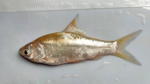 Zilveren schubkarper (Thynnichthys thynnoides) — Cyprinidae
