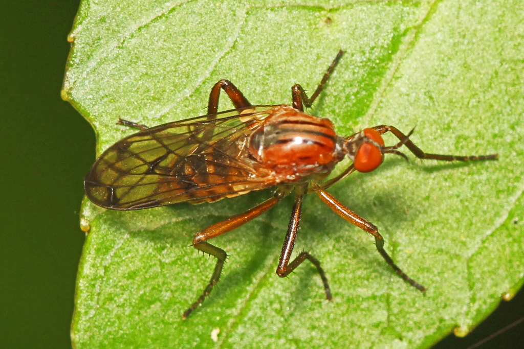 Empis tridentata