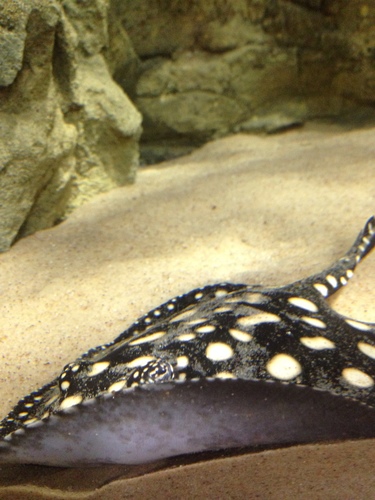 Myliobatiformes