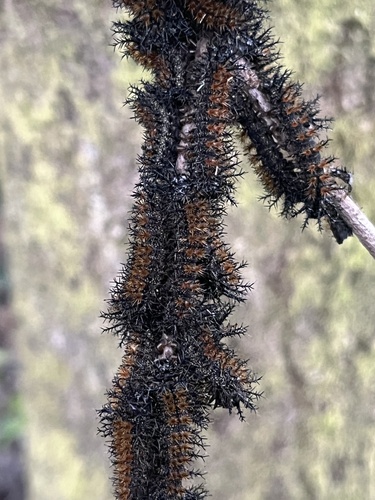 Gulf Coast Buck Moth
