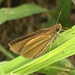 Pale-rayed Skipper - Photo (c) Liam O'Brien, some rights reserved (CC BY-NC), uploaded by Liam O'Brien