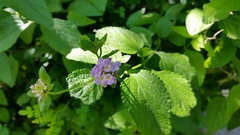 Lantana velutina