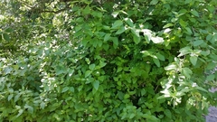 Lantana velutina