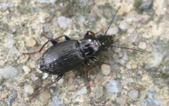 Pterostichus oblongopunctatus