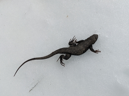 iNaturalist observation photo of Western Fence Lizard