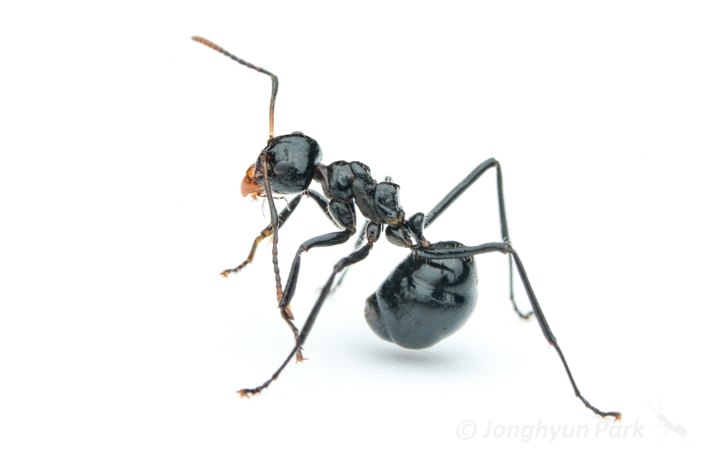 Dolichoderus sulcaticeps