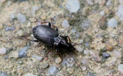 Pterostichus oblongopunctatus