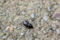 Pterostichus oblongopunctatus