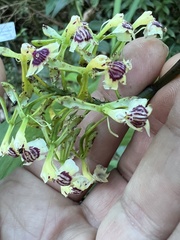 (c) Mark Richman, some rights reserved (CC BY) Epidendrum piliferum, photograph (c) Mark Richman, some rights reserved (CC BY)